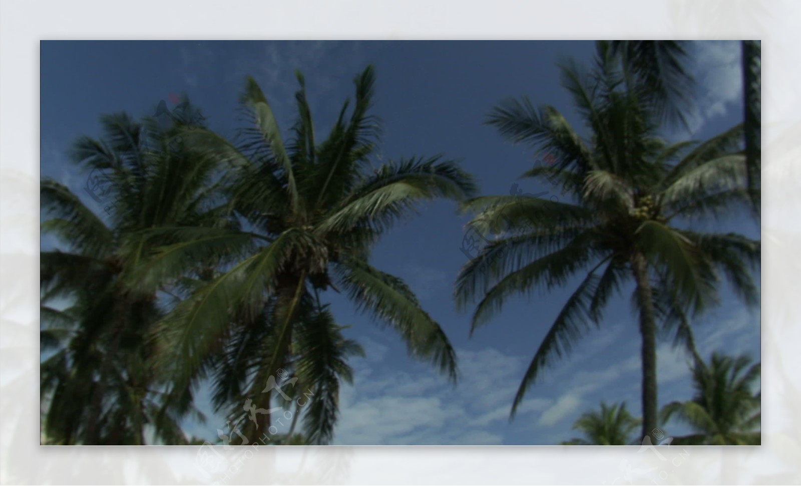 仰望天空的棕榈树4股票的录像