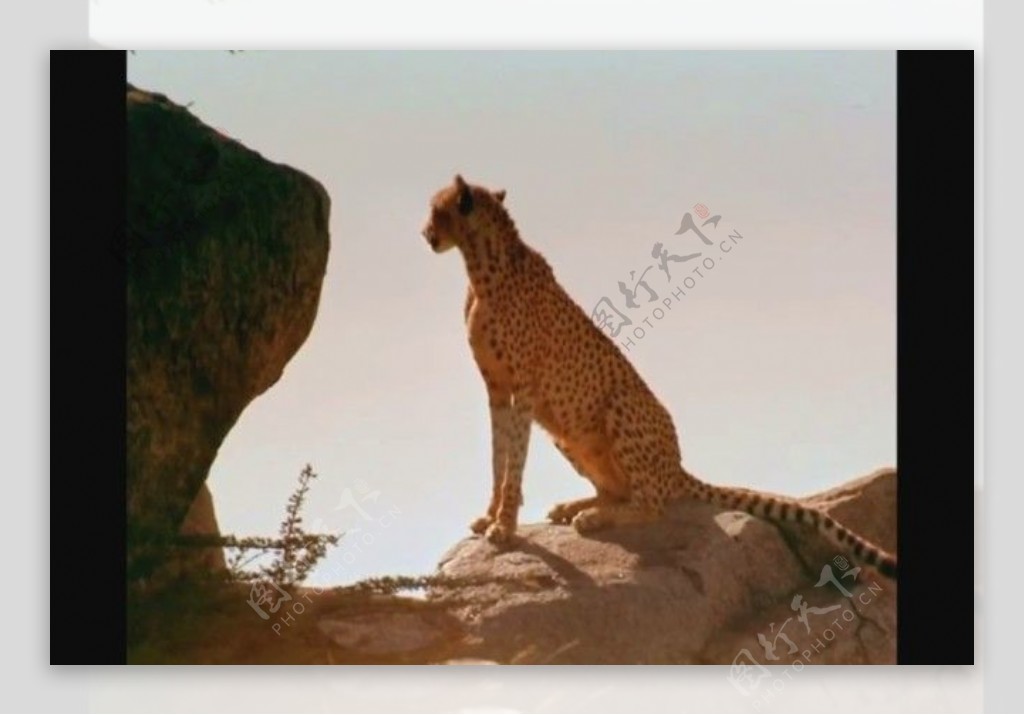 豹子活动视频频素材模板下载