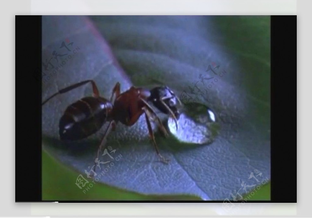 蚂蚁露珠视频素材下载