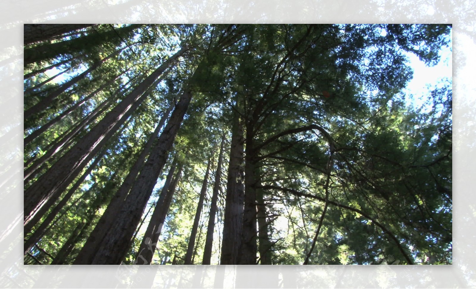 阳光明媚的红杉自旋股票视频视频免费下载