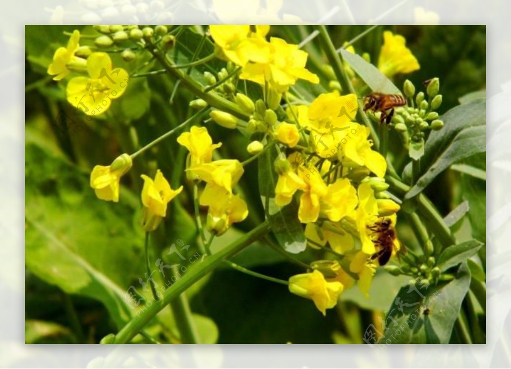 黄色油菜花图片