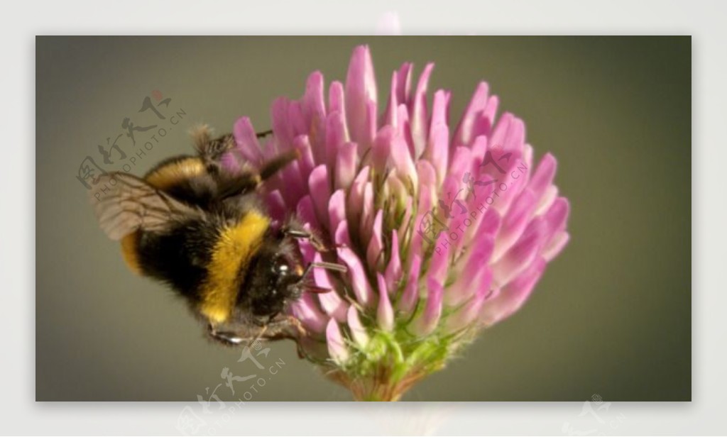 蜜蜂采粉色花粉