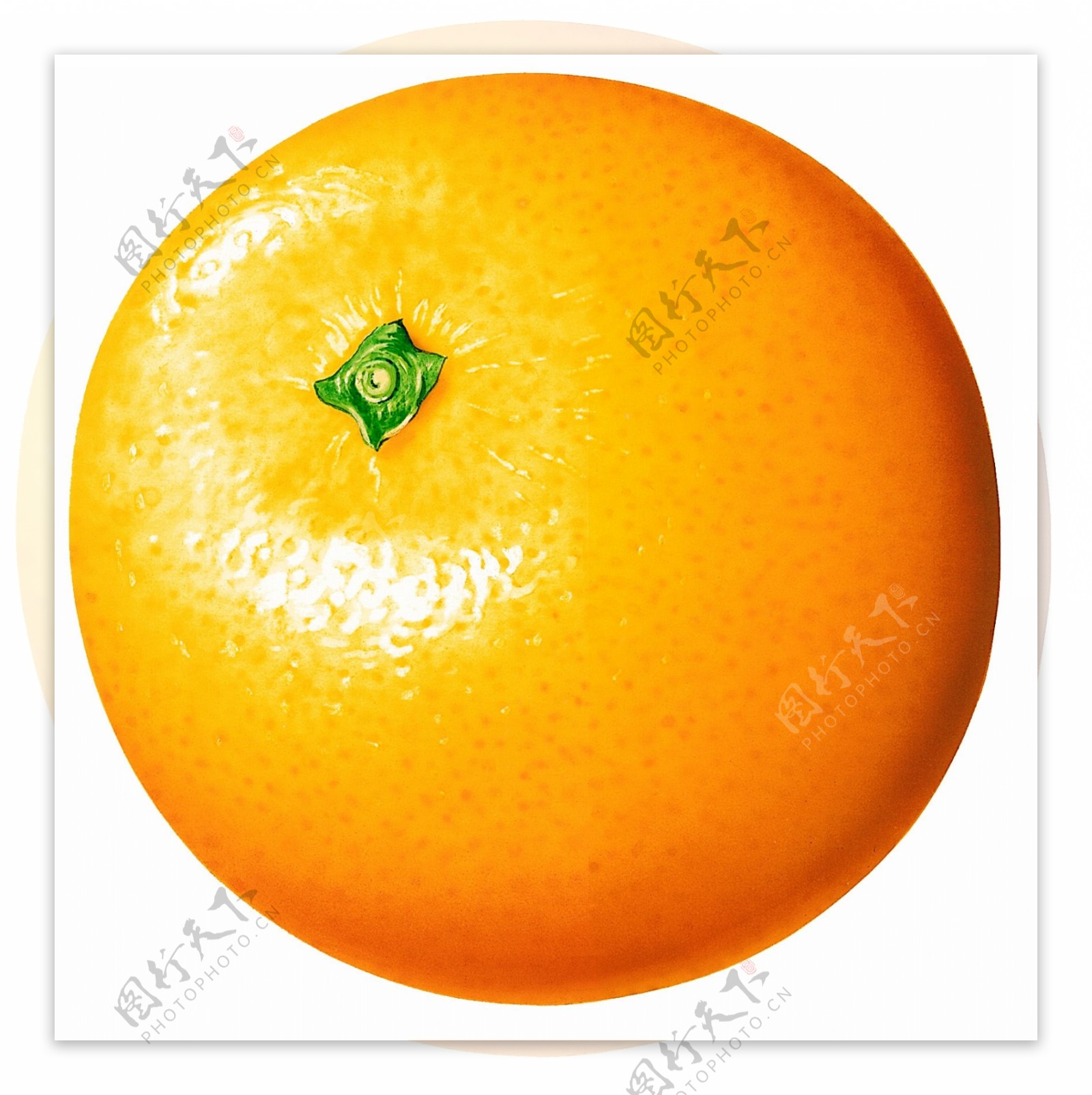 橘子特写橘子标本橘子素材