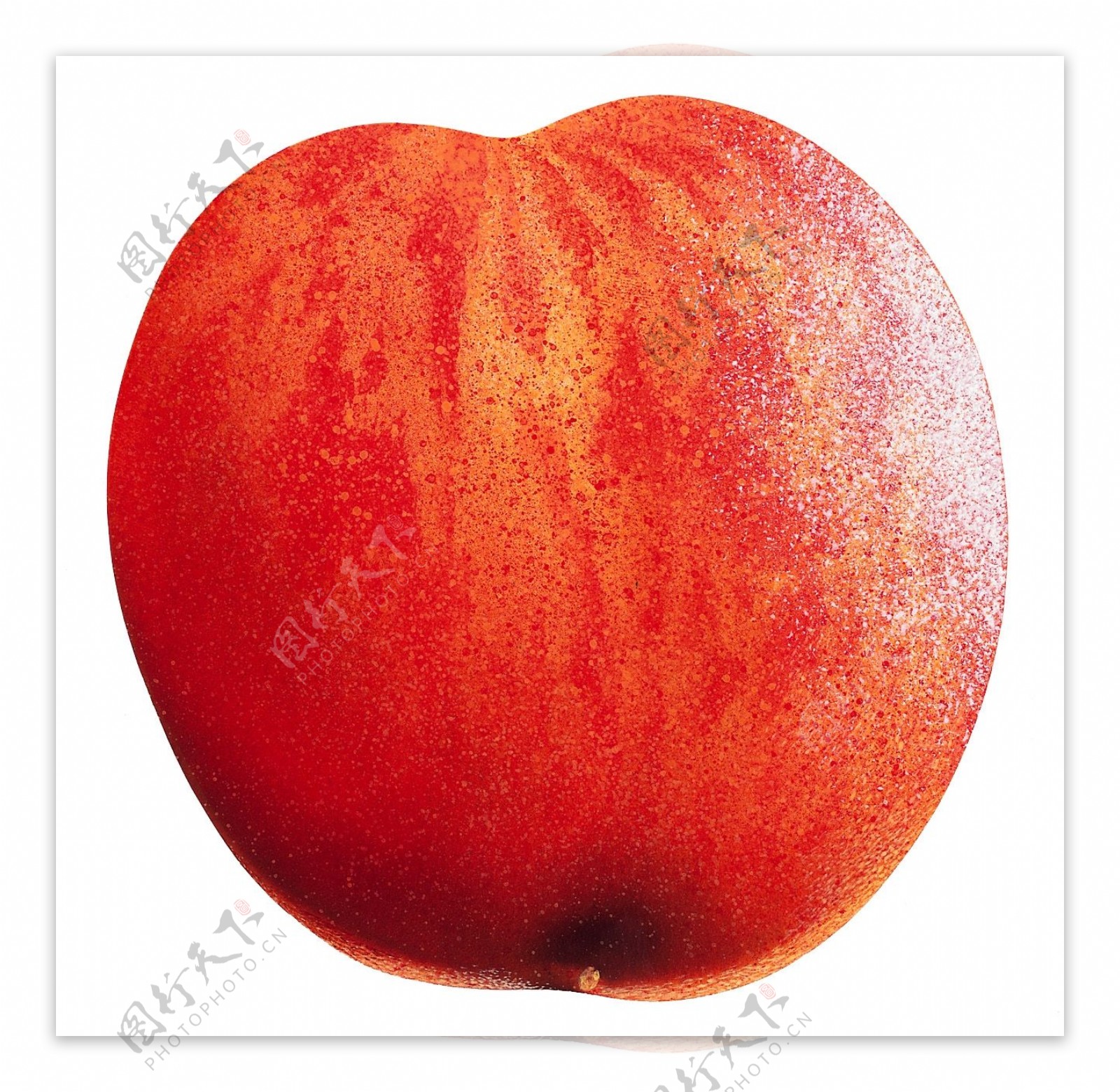 水蜜桃桃子特写桃子图片桃子标本桃子素材