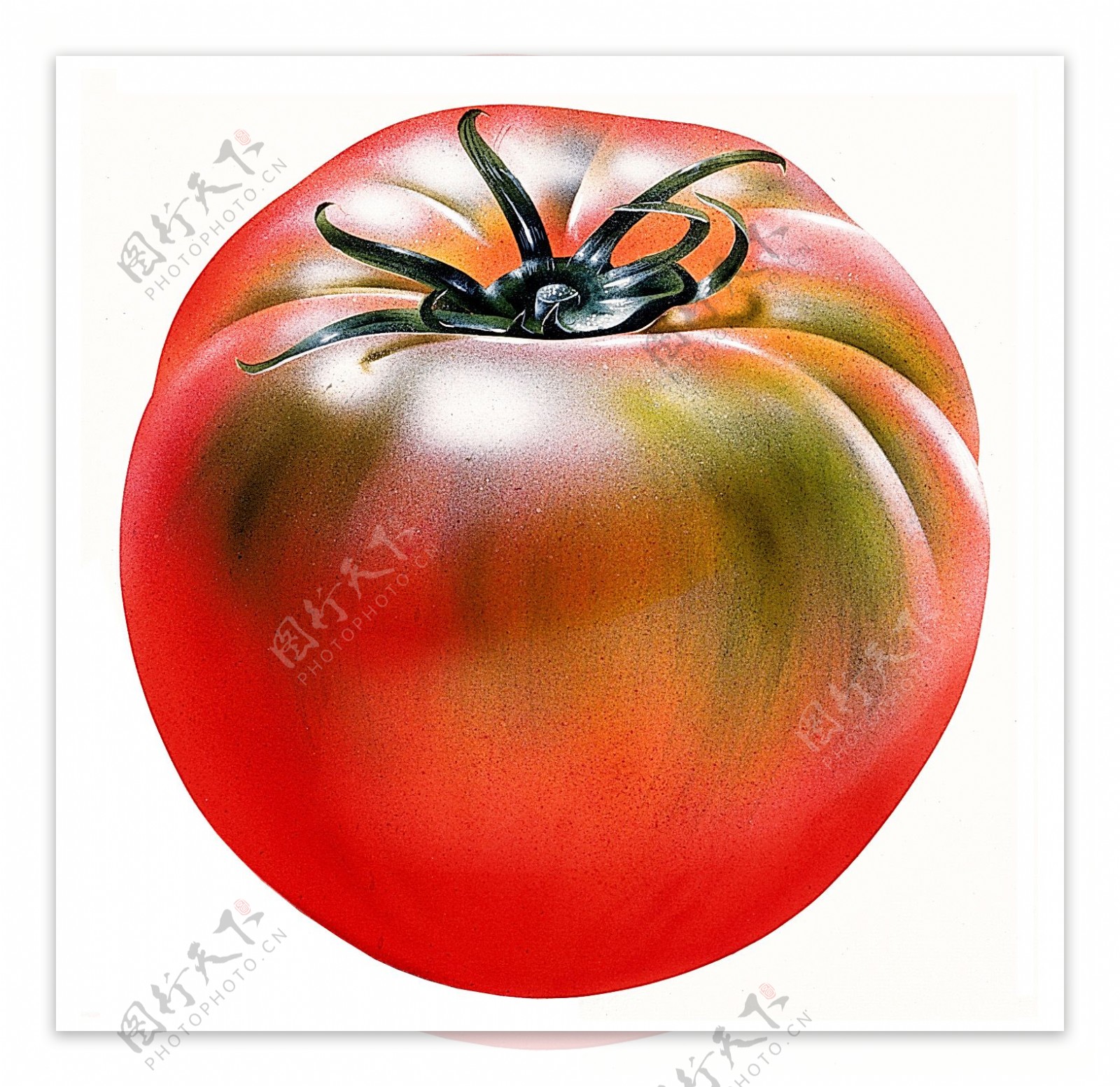 西红柿标本番茄特写番茄素材西红柿图片
