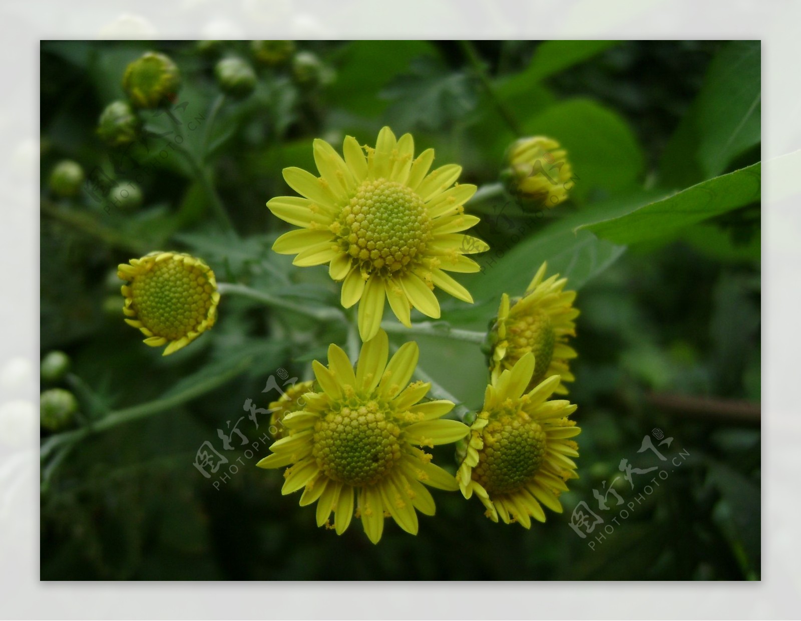 黄色野菊花