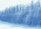 雪景雪地冰雪树木枯树冰河房子风景寒冷冬天圣诞节自然景观自然风景摄影图库