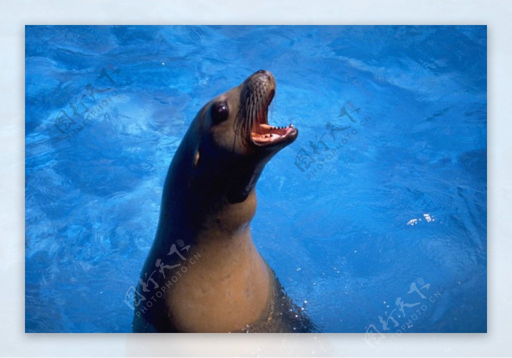 极地动物保护海狮冰雪狗熊北极熊可爱广告素材大辞典