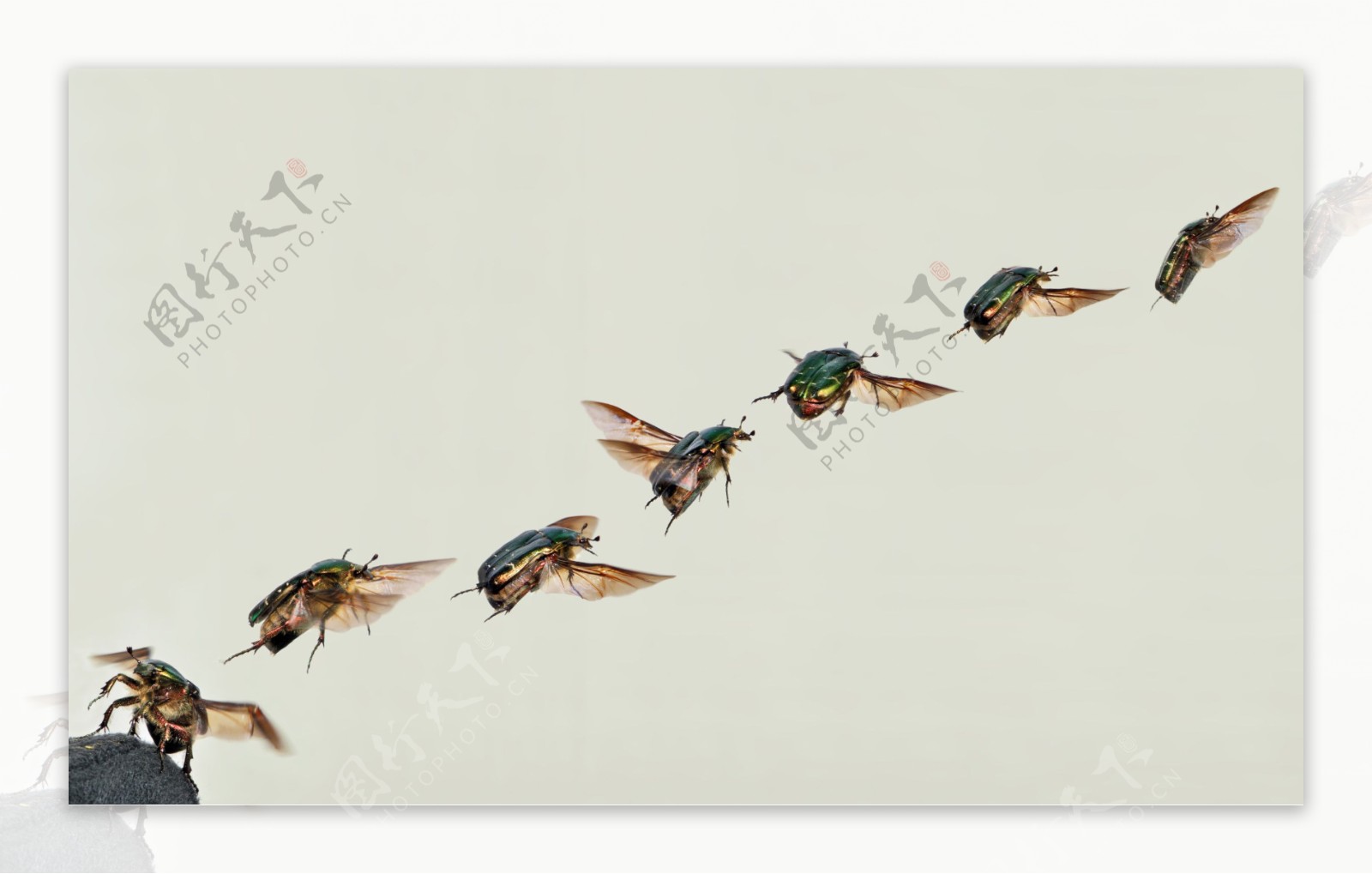 起飞的蜜蜂连拍装饰艺术图片