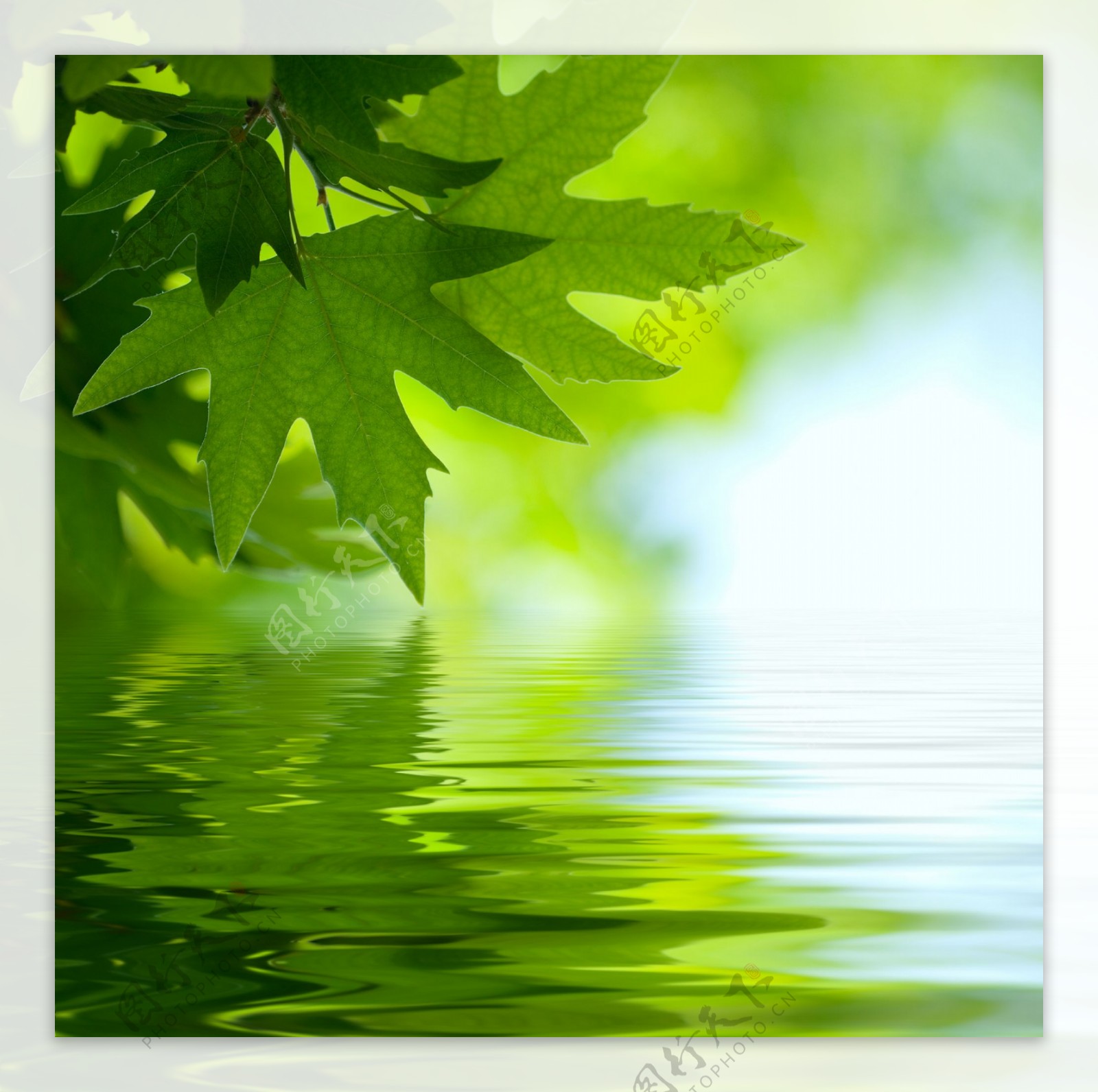 水上绿叶