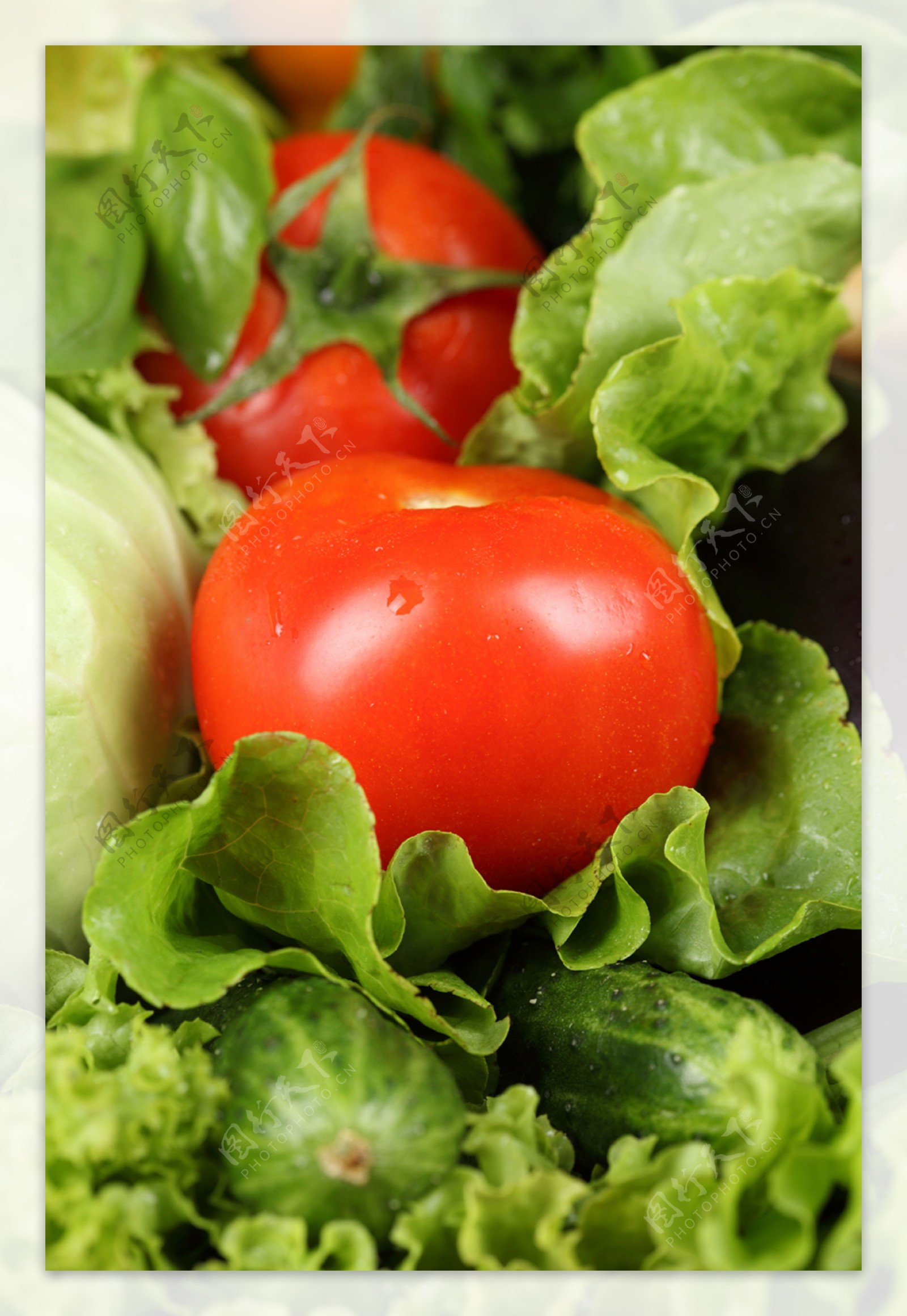 黄瓜西红柿生菜蕃茄包菜图片