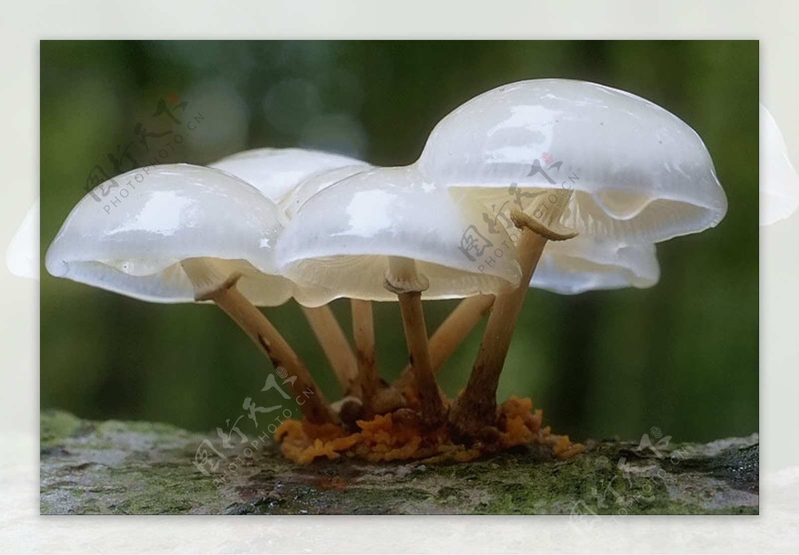蘑菇图片素材下载