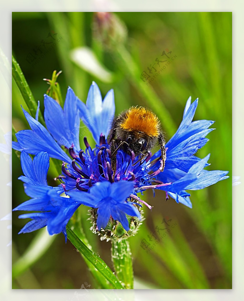 蜜蜂 蓝色的 植物 - Pixabay上的免费照片 - Pixabay
