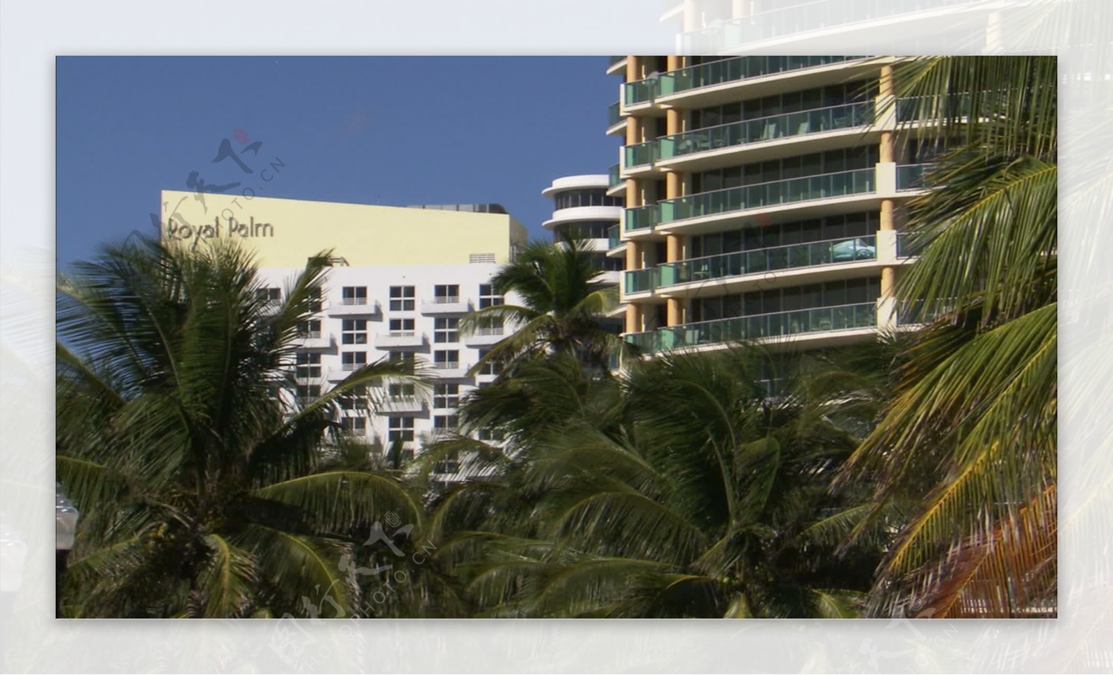 棕榈树的股票的录像在迈阿密旅馆