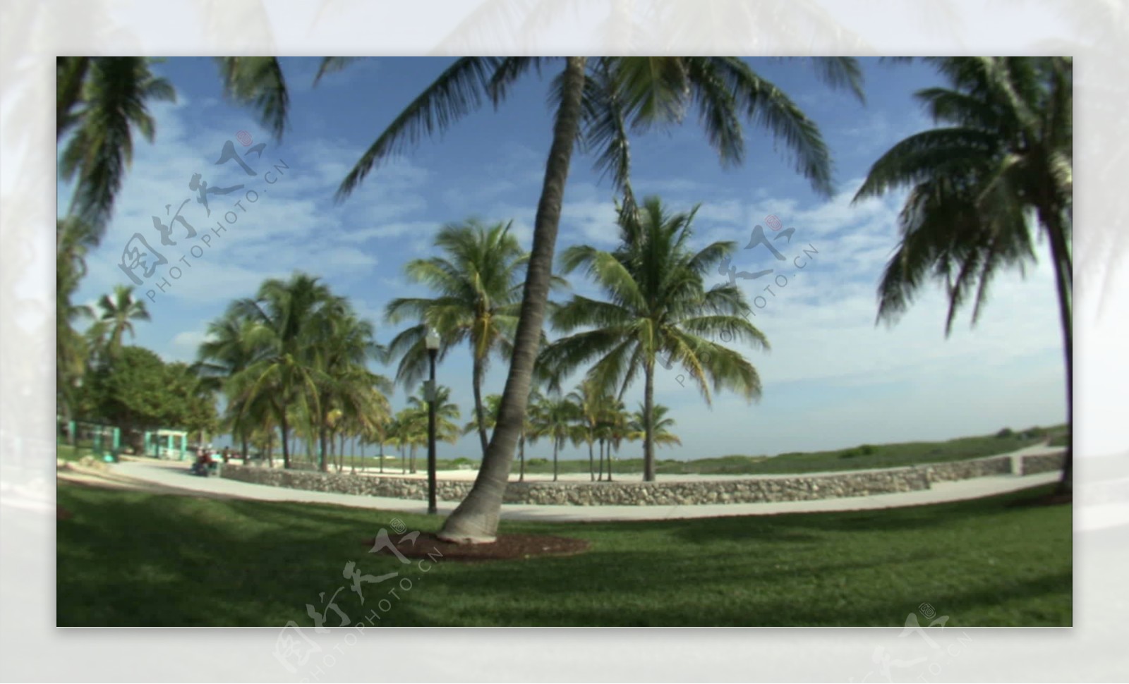 棕榈树和蓝天股票视频广角镜头