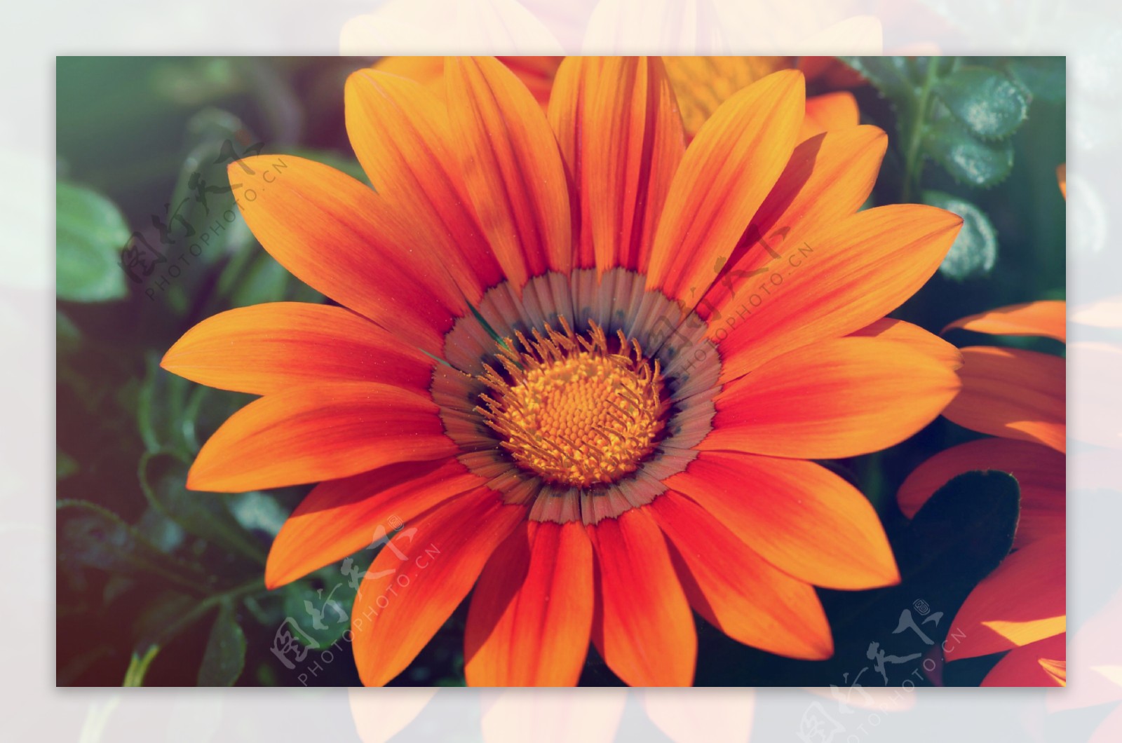 位图植物花朵写实花卉太阳花免费素材