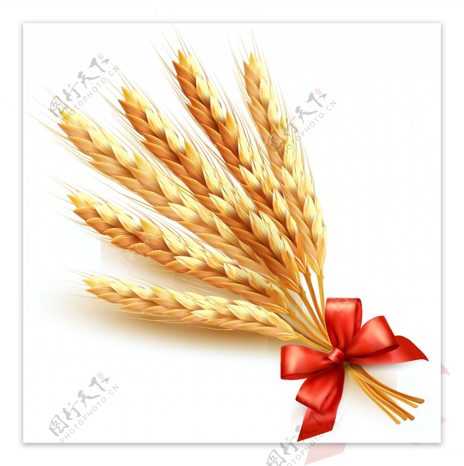 小麦创意矢量设计