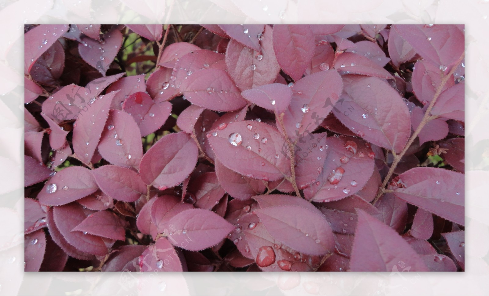 红叶雨露图片