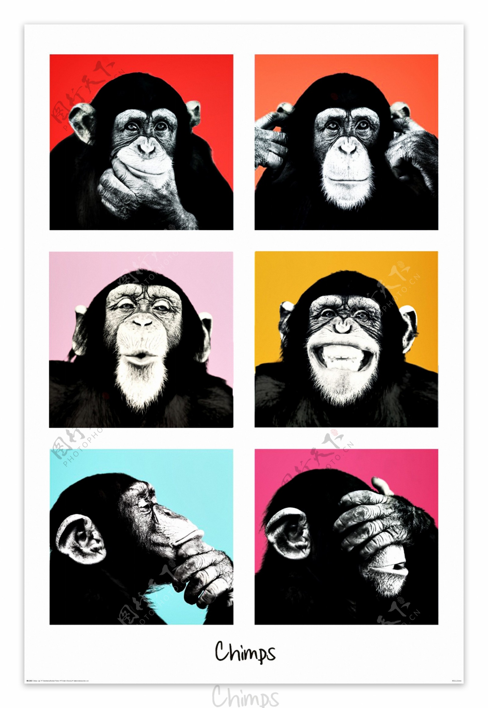 猩猩高清海报