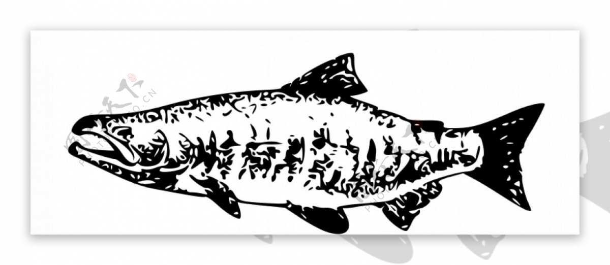 鲑鱼矢量图像