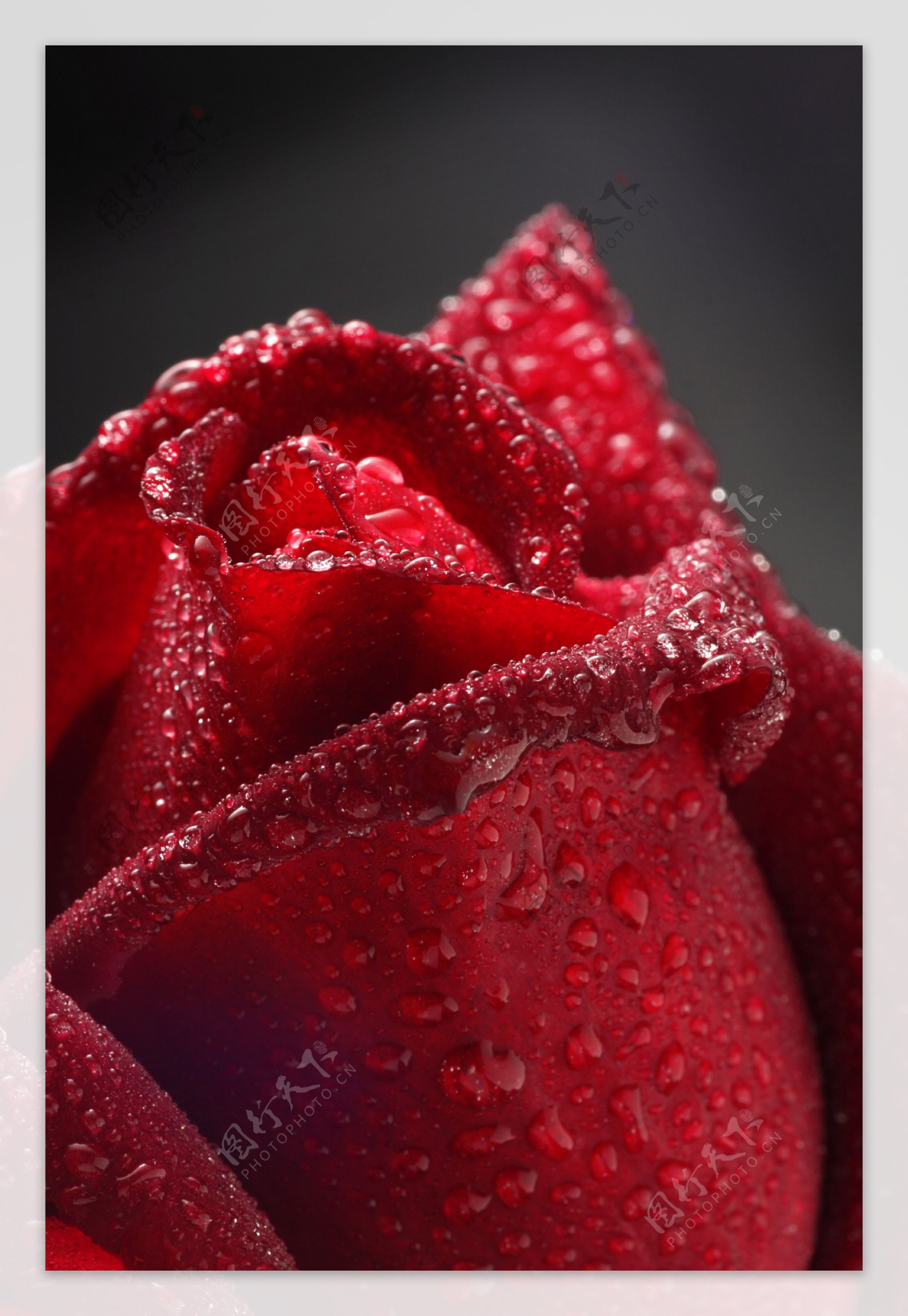 红玫瑰水滴水珠图片