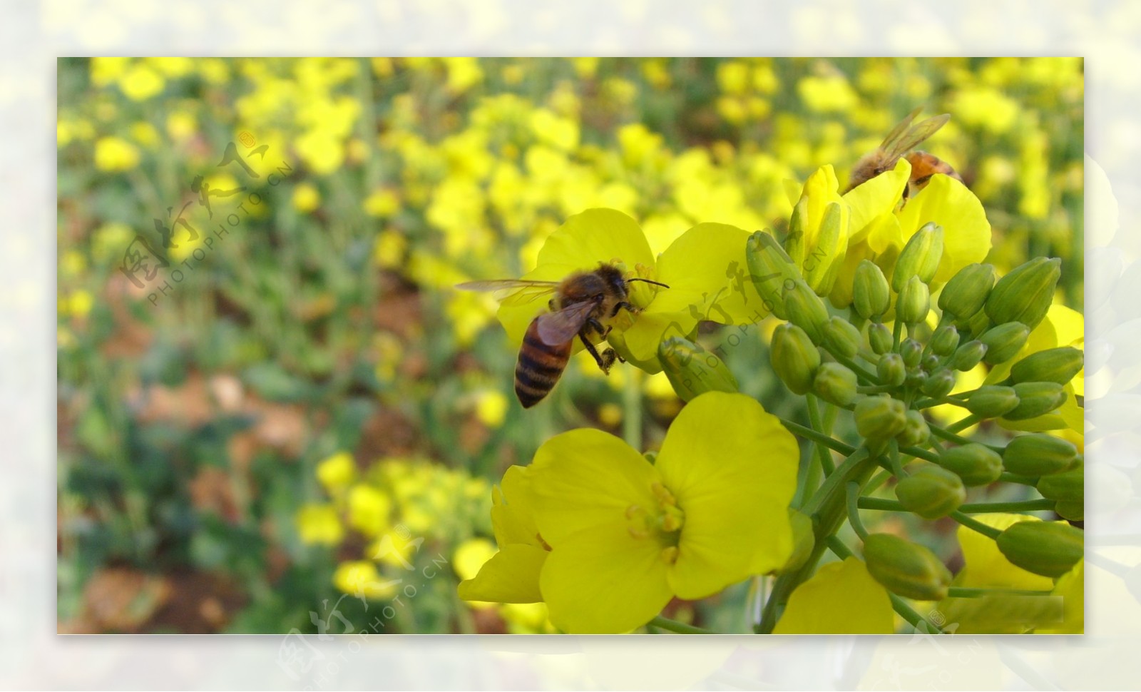 摄影油菜花蜜蜂图片