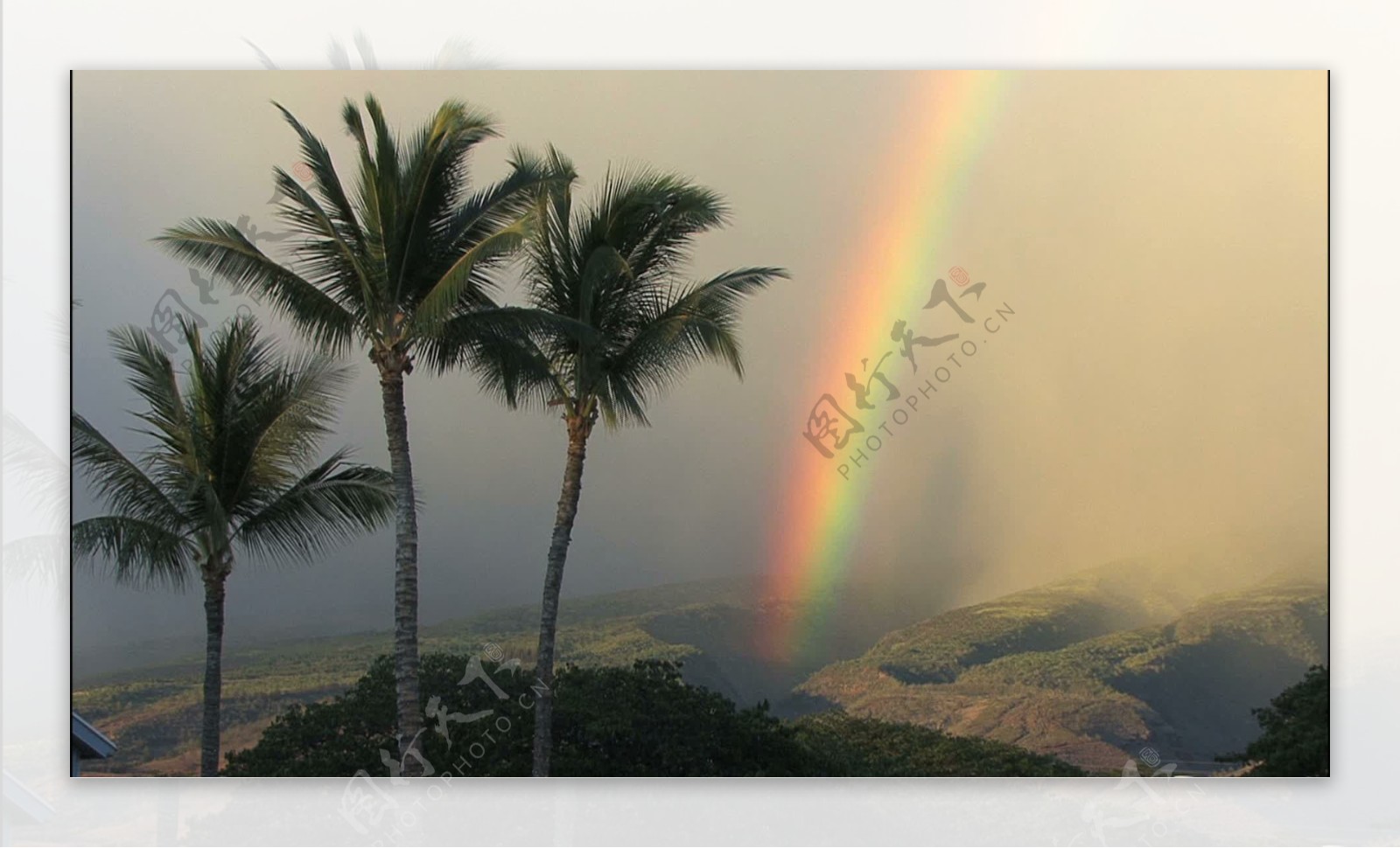 毛伊岛的棕榈树和生动的彩虹股份的录像视频免费下载