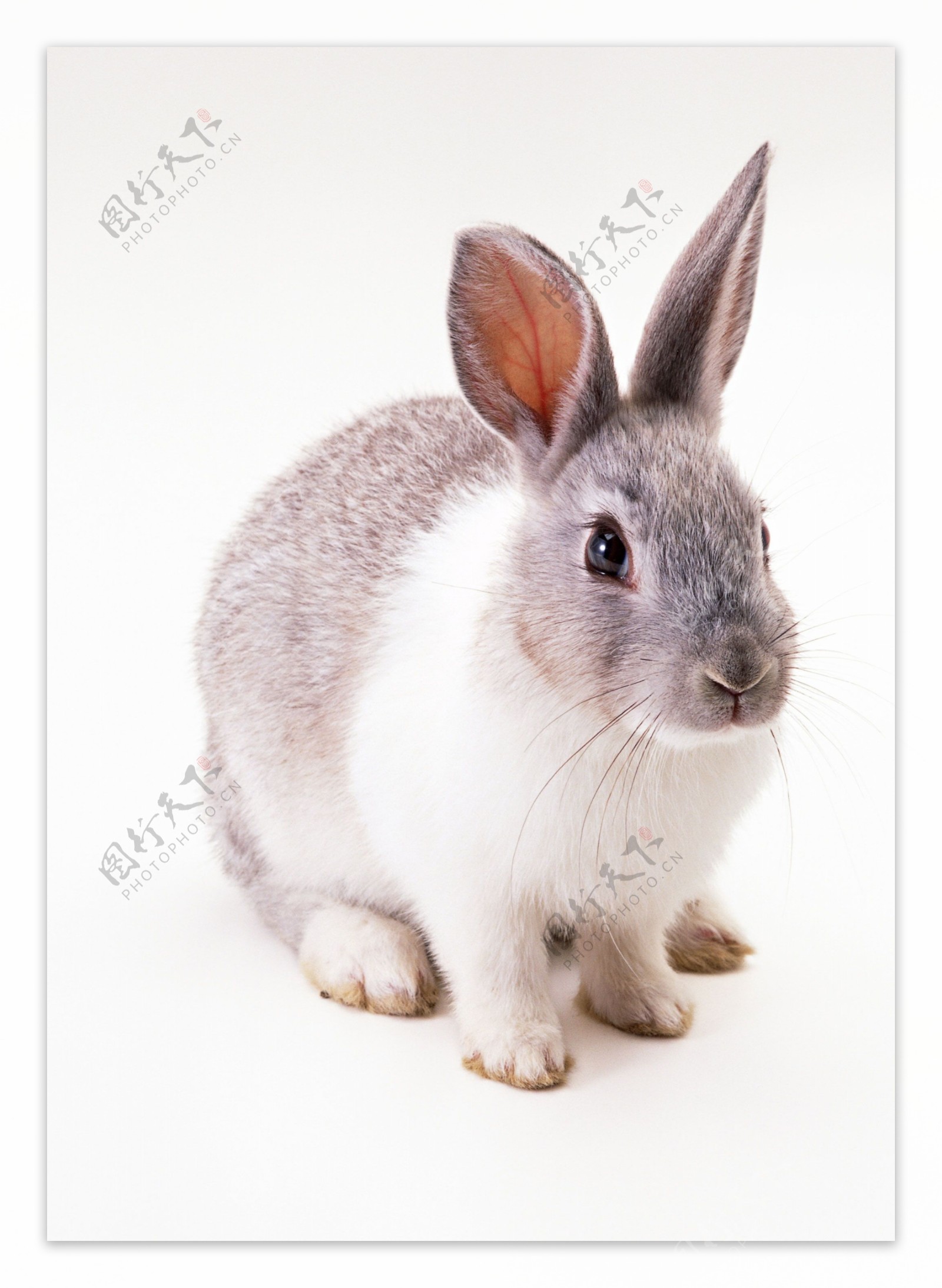 小动物动物世界兔子可爱灰兔