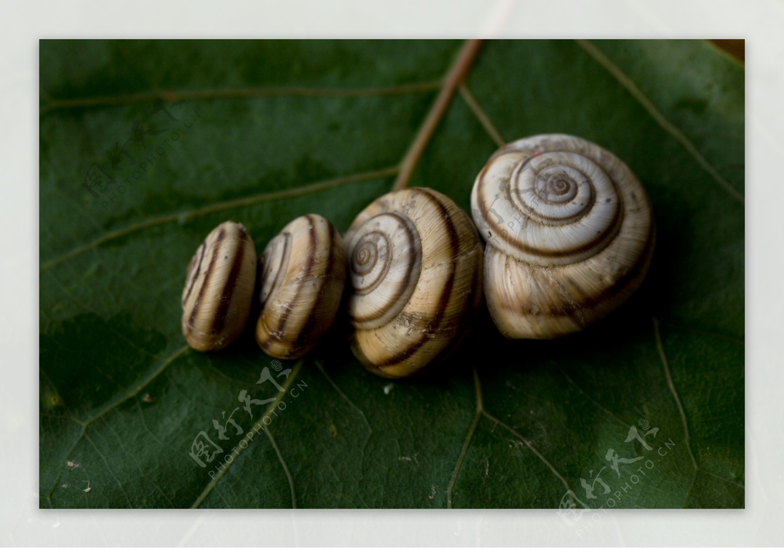 四只小蜗牛图片