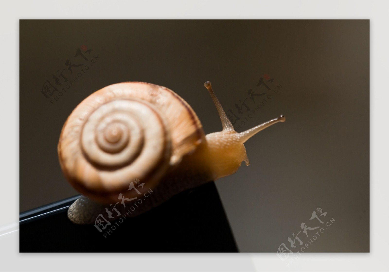 张望的蜗牛图片