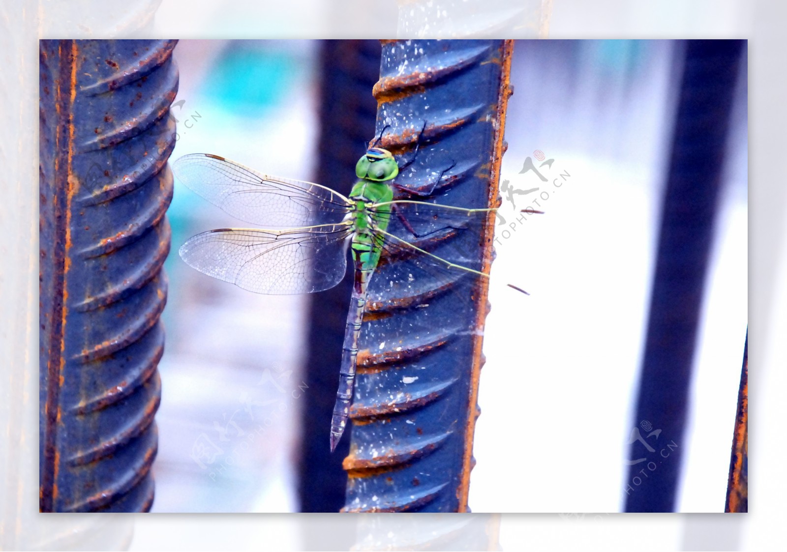 钢筋上的蜻蜓图片