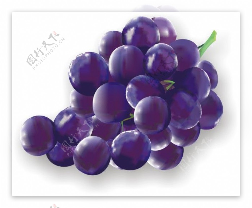 紫色葡萄模版