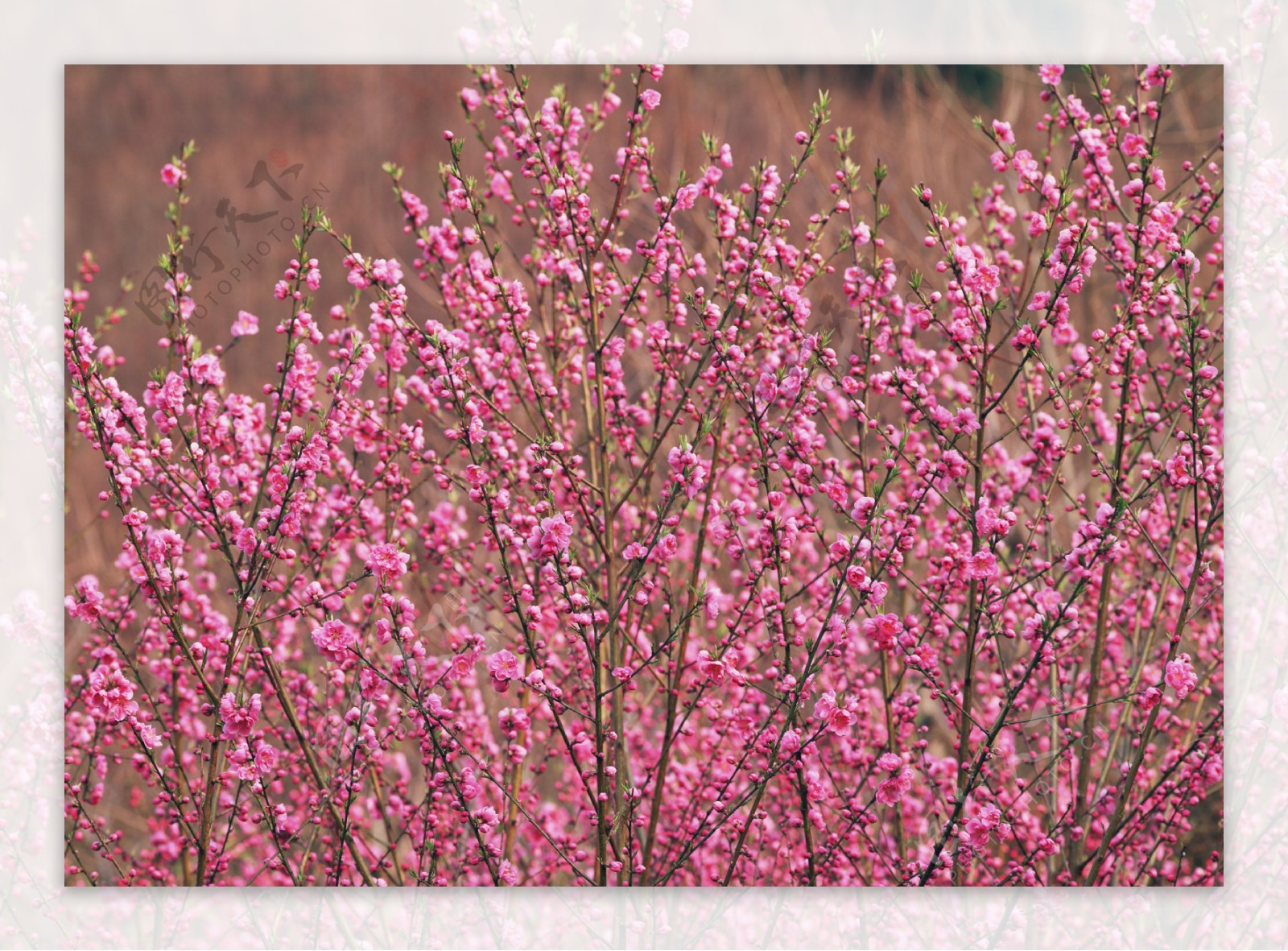 桃花图片