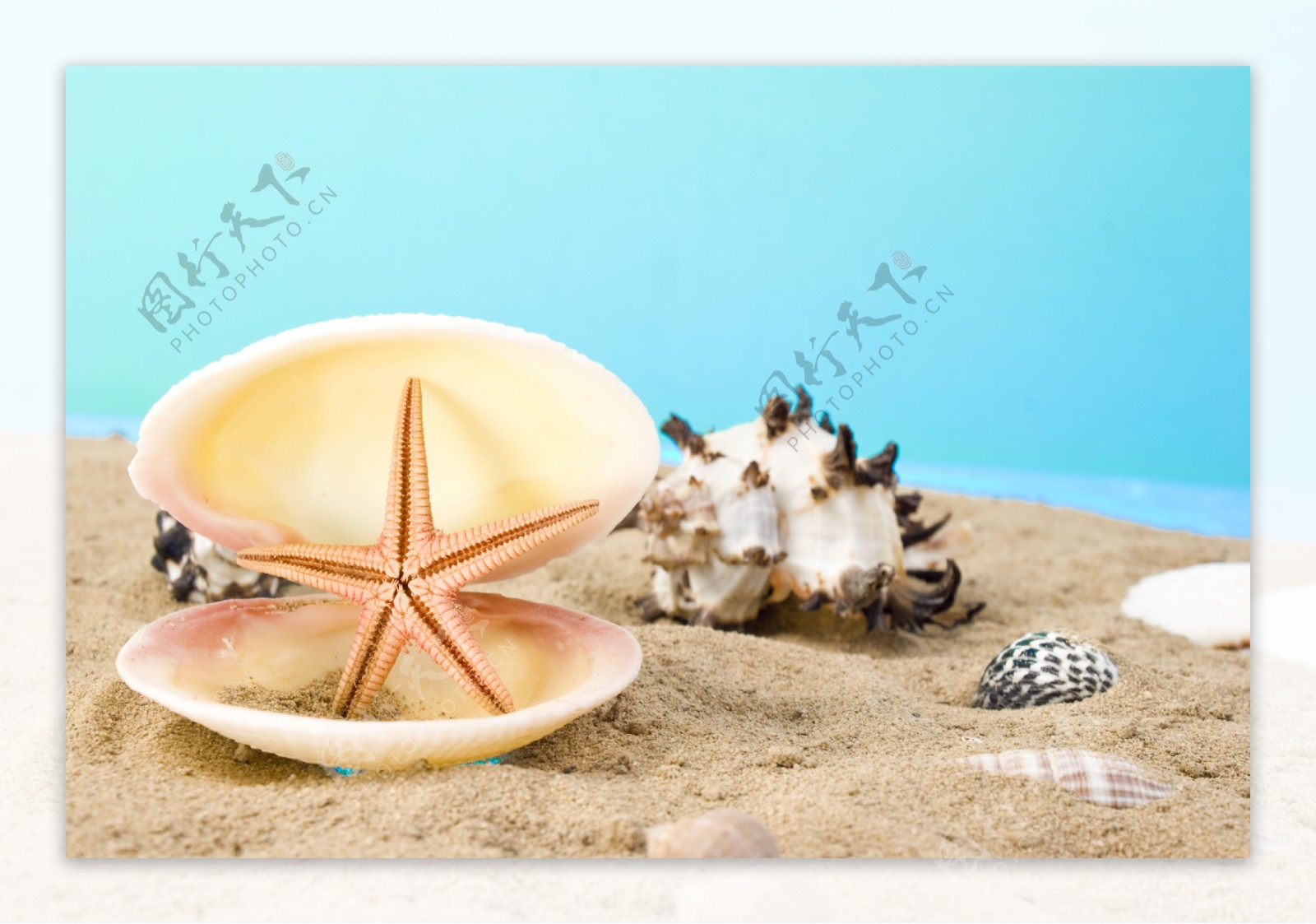 贝壳海洋生物图片