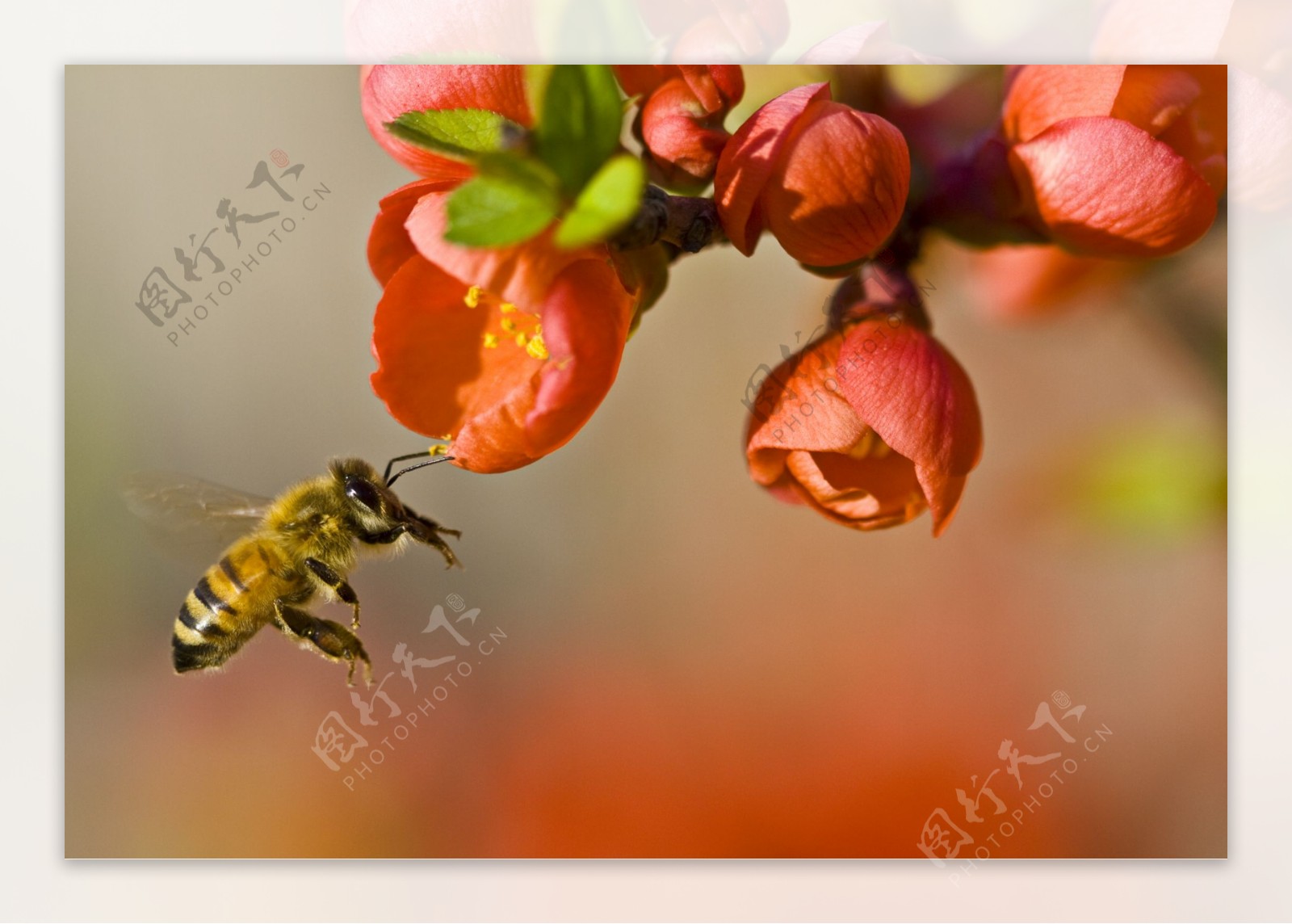 蜜蜂授粉图片