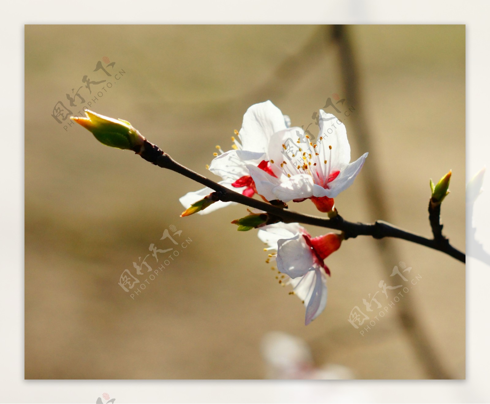 桃花图片