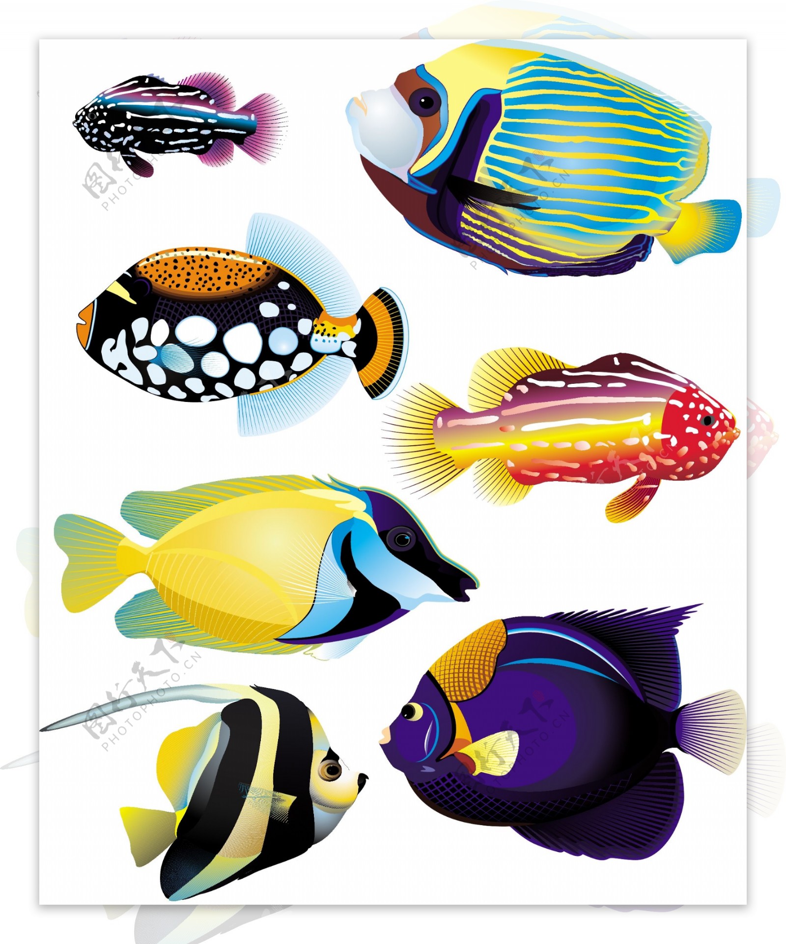 几款色彩艳丽的海洋鱼类矢量素材