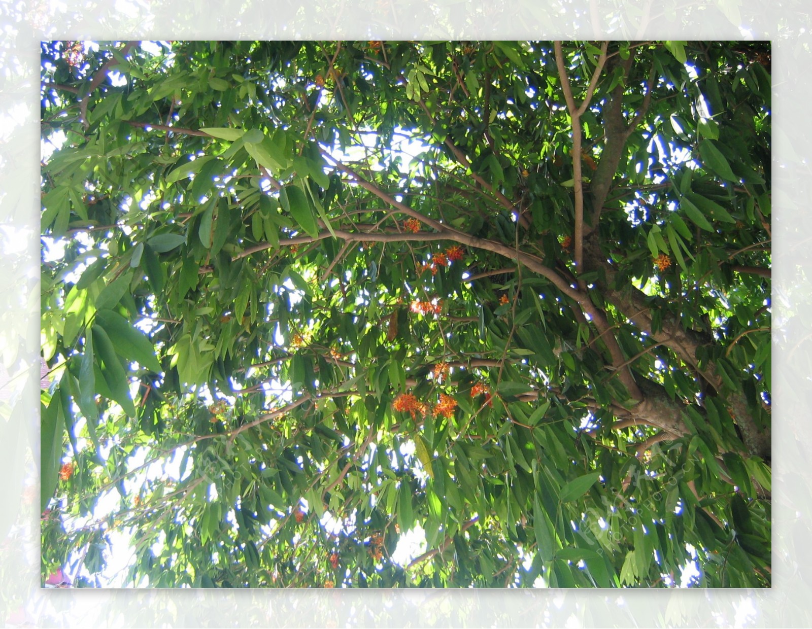 山竹果树图片