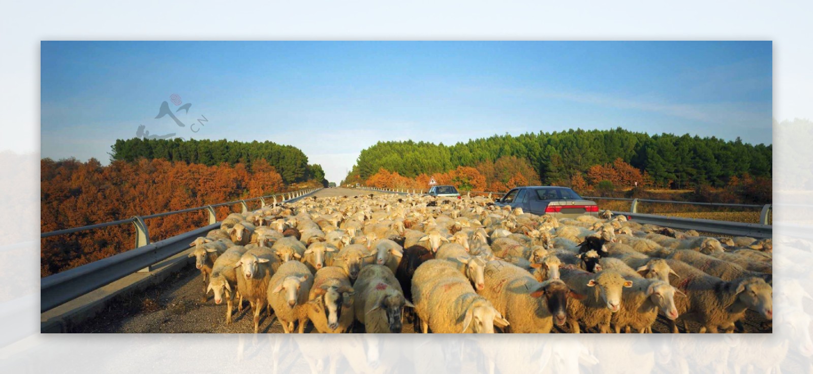 绵羊群图片