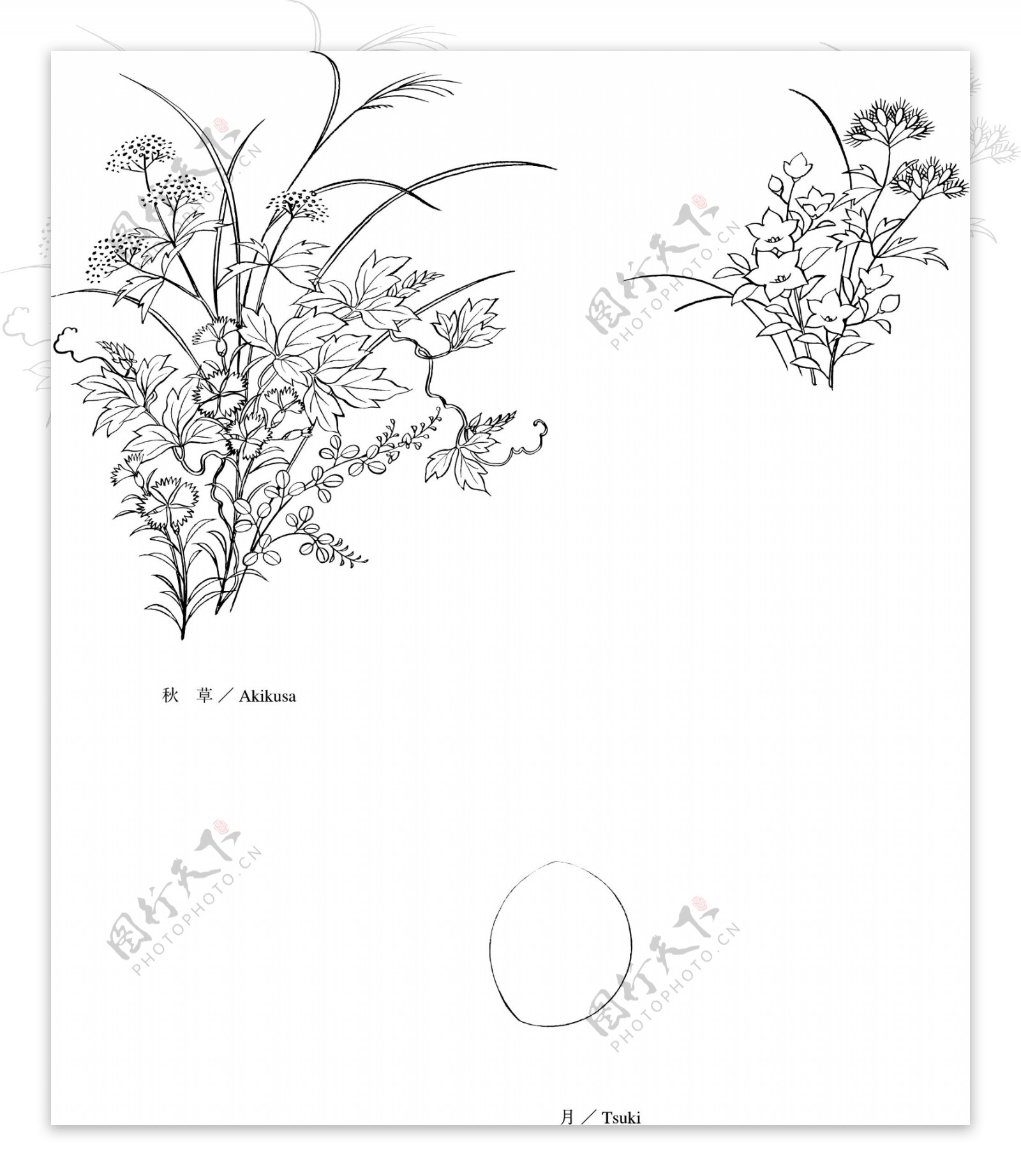 线描植物花卉矢量素材5秋草与月亮.