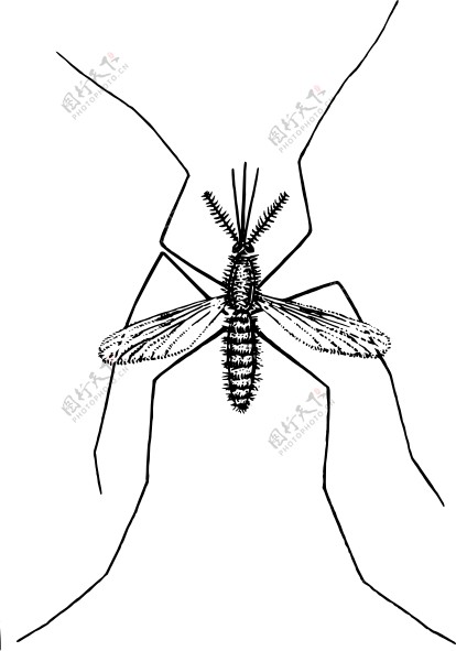 蚊子的剪辑艺术