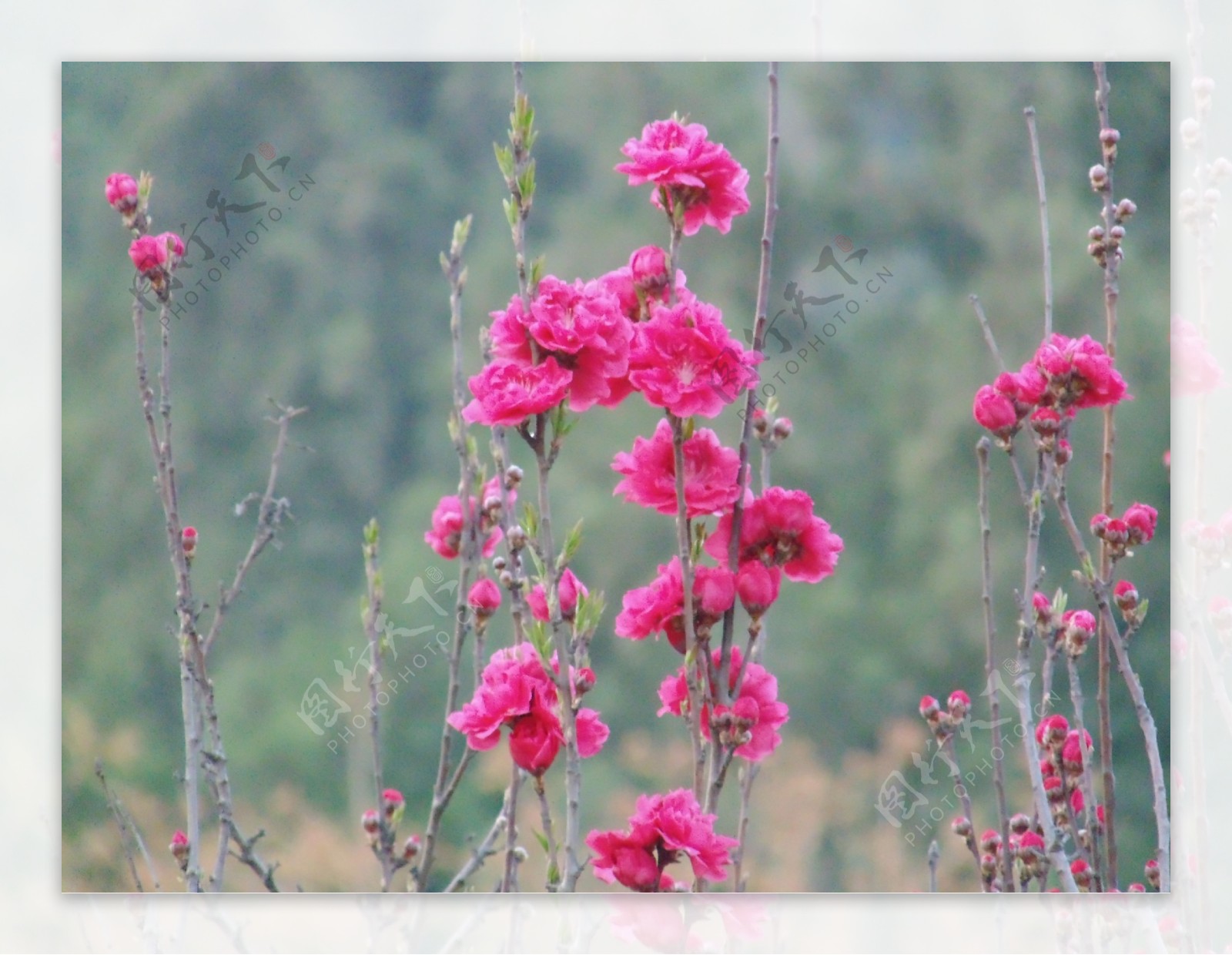 背景可爱小花