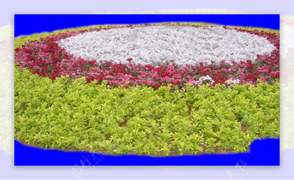 花坛100植物素材