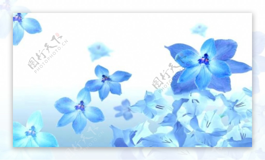 蓝色开放的花朵