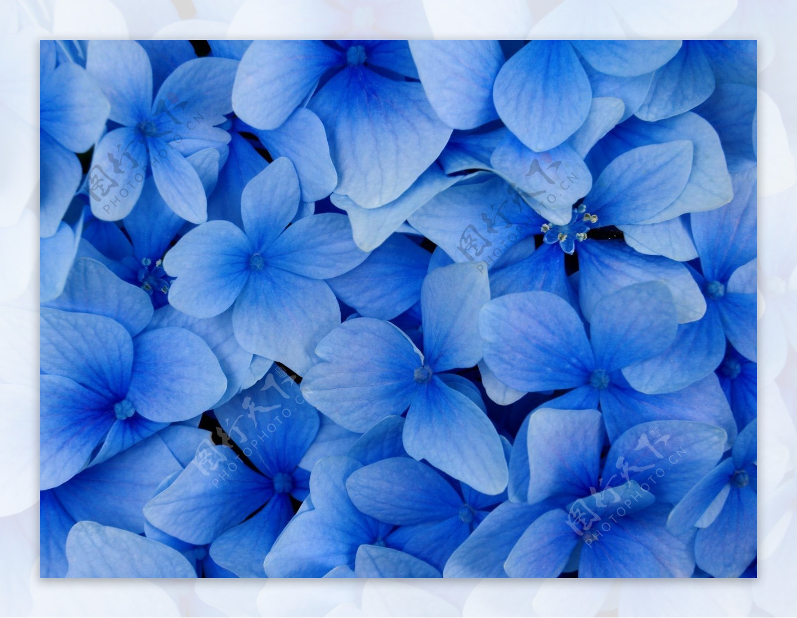 美丽蓝色花卉