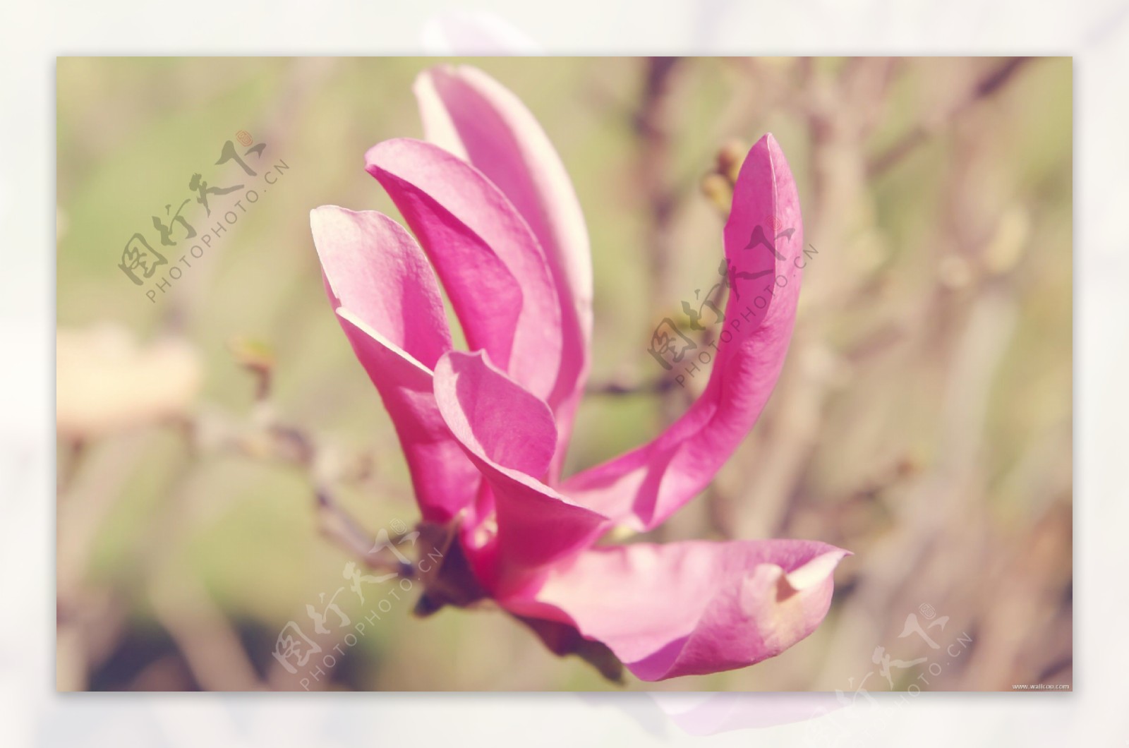 位图植物图案写实花卉花朵鸢尾花免费素材
