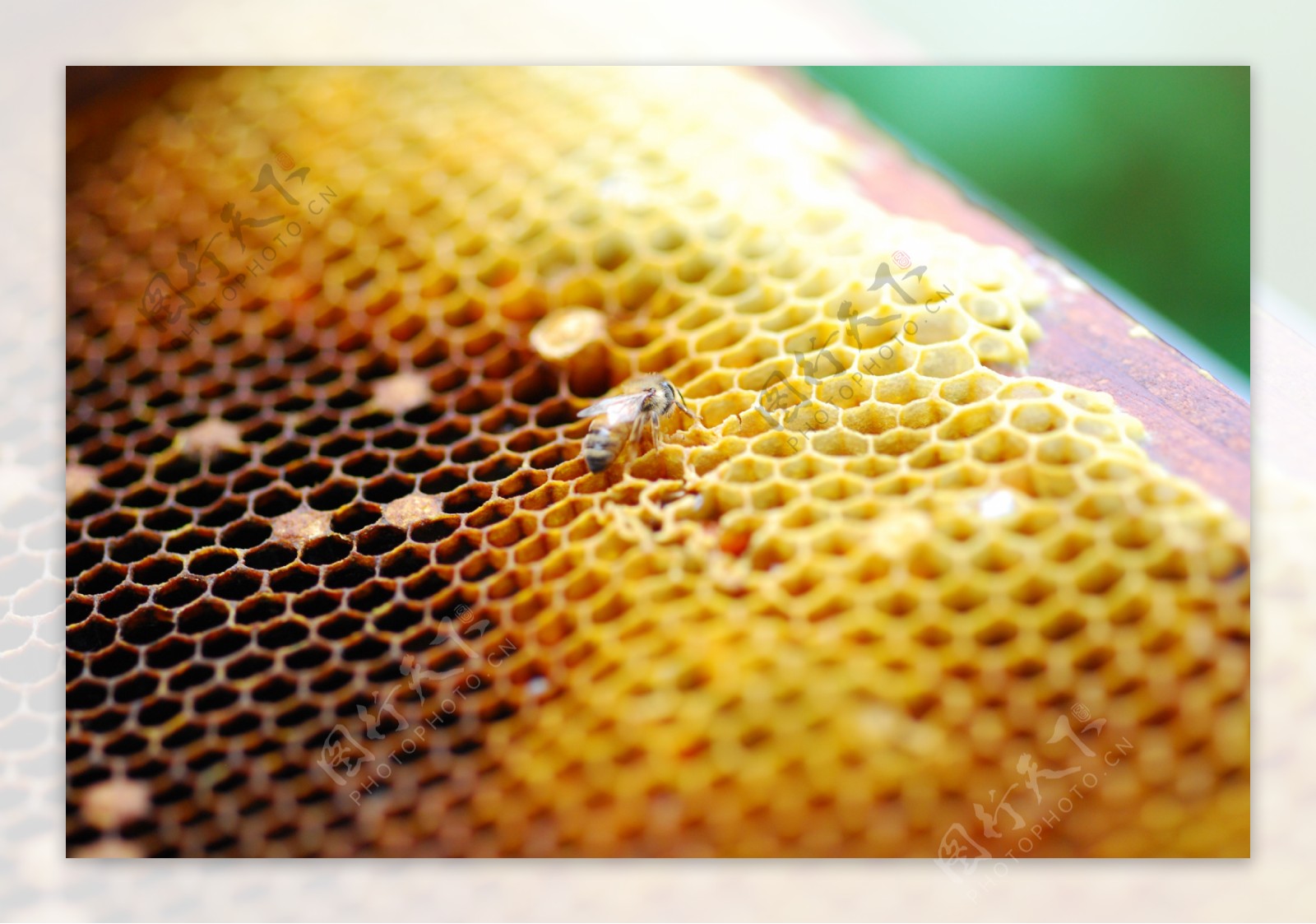 蜜蜂摄影图__昆虫_生物世界_摄影图库_昵图网nipic.com