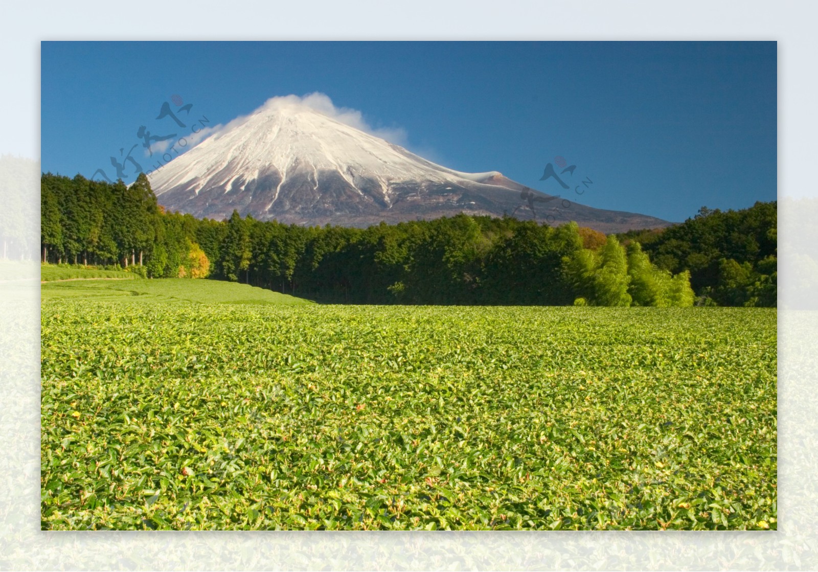 富士山下的树木与茶园摄影高清图片