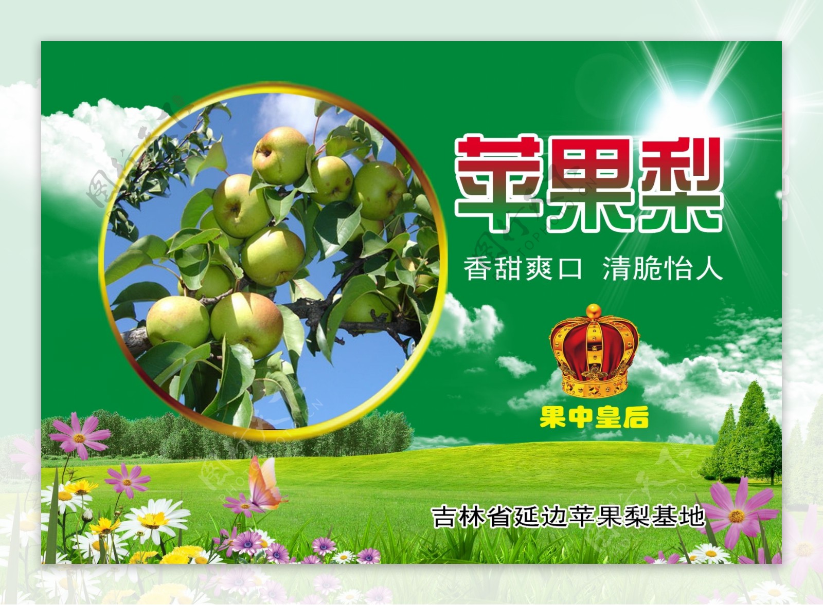 苹果梨广告