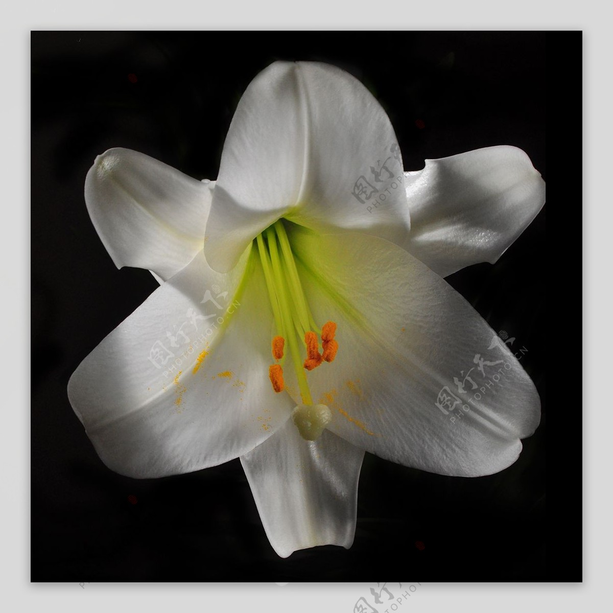 位图植物摄影写实花卉花朵百合免费素材